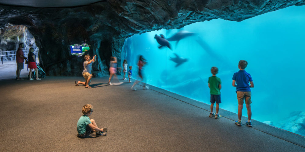 Omaha Henry Doorly Zoo Owen Sea Lion Shores Tunnel